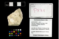 Foto (Objekt + Etikett) von Pithonoton marginatum (von Meyer, 1842)  (NHMW-GEO-2014-0194-0871)